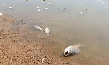 கண்மாயில் விஷம் கலந்தவன் யார்? மீனுக்கு வச்சீங்களா மனுஷனுக்கு வச்சீங்களா?