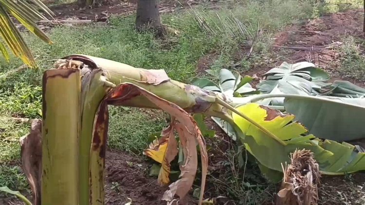 மரங்களை சாய்த்த சூறாவளி!
