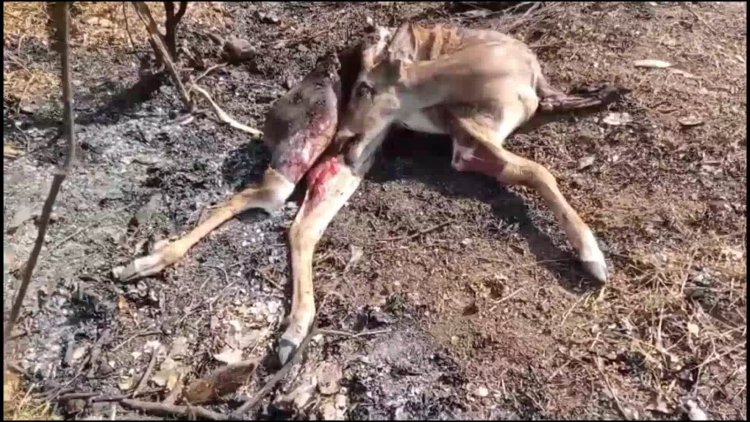 தாகம் தீர்க்க வந்த மான் பேருந்தில் சிக்கி பலி