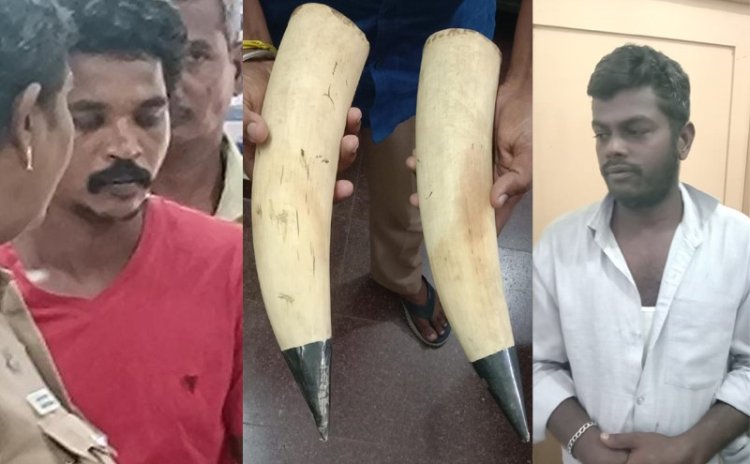 யானை தந்தம் பிசினஸில் செய்த எம்.பி.யின் ஓட்டுநர்!