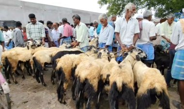 7 கோடிக்கு ஆடு விற்பனை! கலைகட்டிய இராணிப்பேட்டை சந்தை!