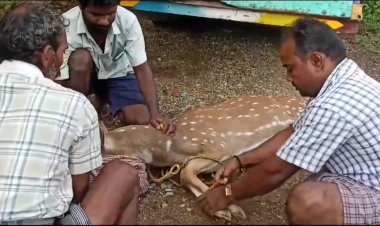 தண்ணீர் தேடி ஊருக்குள் வந்த புள்ளிமான்!