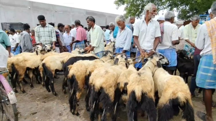 7 கோடிக்கு ஆடு விற்பனை! கலைகட்டிய இராணிப்பேட்டை சந்தை!