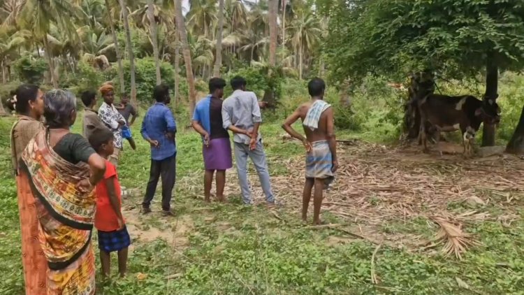 விலங்குகளை கொல்ல கன்னி வெடி! இருவர் கைது!