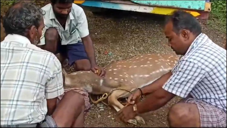 தண்ணீர் தேடி ஊருக்குள் வந்த புள்ளிமான்!
