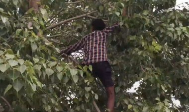 மரத்தின் மீதிருந்து குதித்தவரை பந்தல் அமைத்து காப்பாற்றிய அலுவலர்கள்!