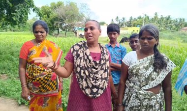 வெள்ளை பன்றி வளர்க்கும் சகோதரர்கள்! சுகாதார சீர்கேட்டில் சிக்கும் மக்கள்!