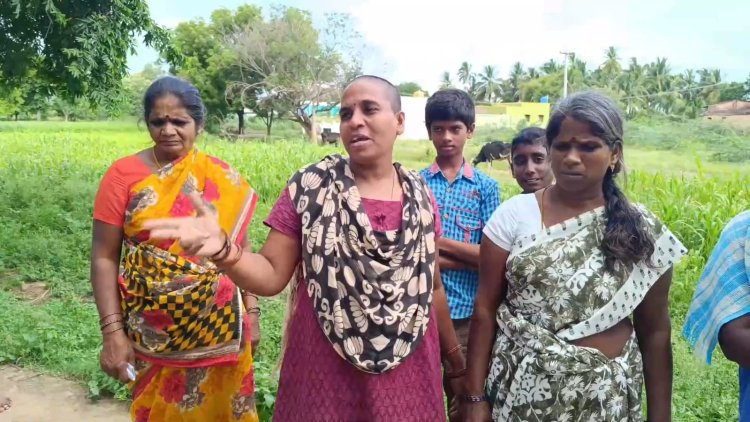 வெள்ளை பன்றி வளர்க்கும் சகோதரர்கள்! சுகாதார சீர்கேட்டில் சிக்கும் மக்கள்!