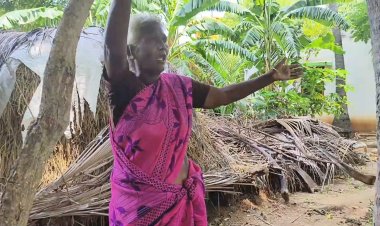 மூதாட்டியை கொட்டி கொலை செய்த குளவிகள்!