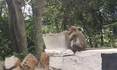 குரங்குகளின் தாகத்தை போக்குமா வனத்துறை! ஏலகிரி பரிதாபம்!