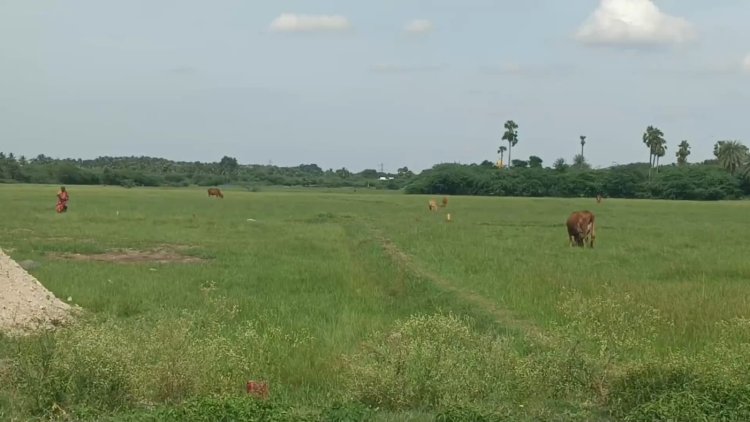 வெடி குண்டு வெடித்து பசுமாட்டின் வாய் சேதம்!