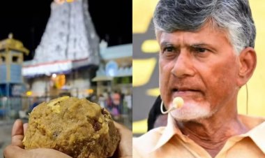 மீன் எண்ணெய் மாடு மற்றும் பன்றிக் கொழுப்பு திருப்பதி லட்டுவில் கலப்பு! உறுதிப்படுத்தப்பட்ட சந்திரபாபு நாயுடுவின் தகவல்!