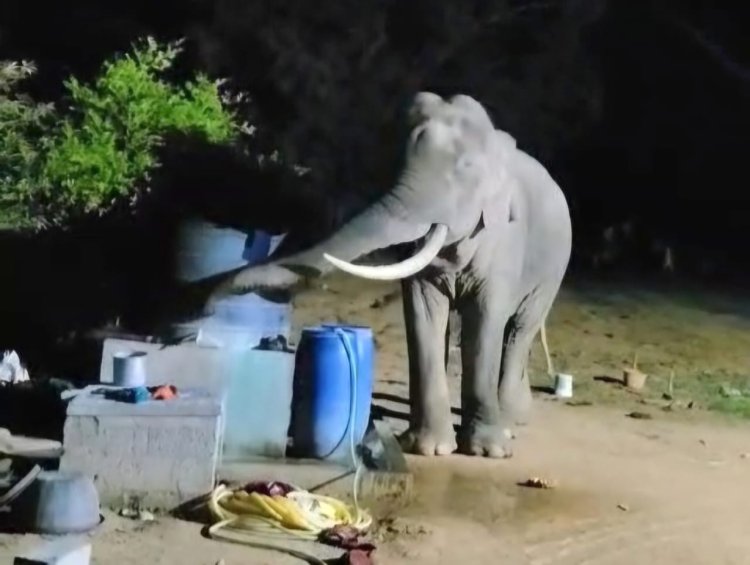 வெல்லம் தேடி வந்த யானை...கிடைக்காமல் போனதால் வேனை கவிழ்த்து ரகளை!