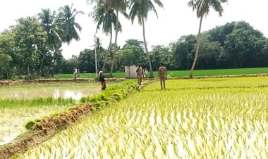 ஆக்கிரமிப்பு அகற்றப்பட்ட குளத்தில் மீண்டும் நடவு பணி ஜோர்! மேற்பார்வையிட்ட போலீசார்!