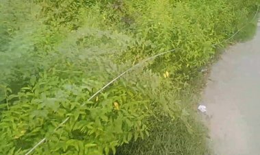 அறுந்து விழுந்த வயர்! ஆடி அசைந்து வந்த மின் ஊழியர்கள்!