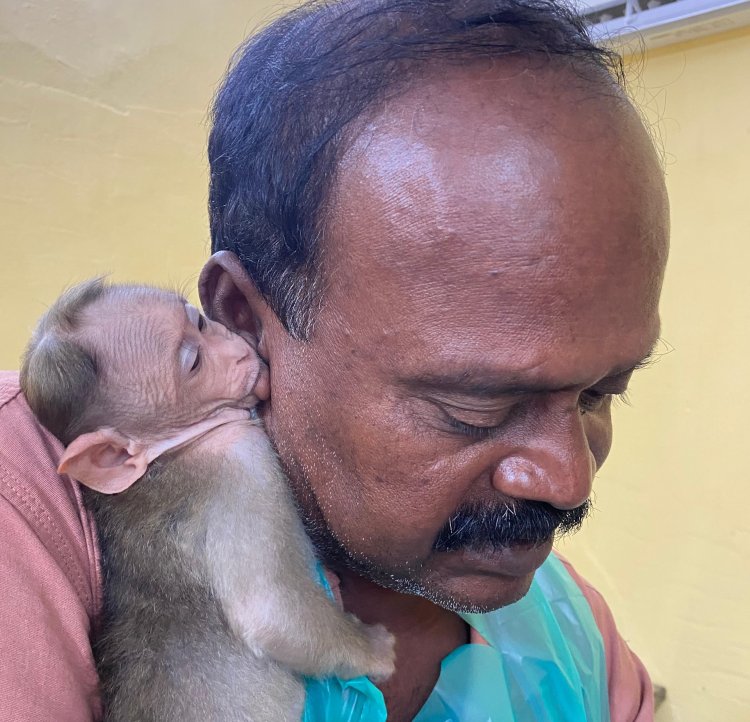 குரங்கு குட்டிக்காக ரிட்மனு தாக்கல் செய்த மருத்துவர்! சென்னை உயர்நீதிமன்றத்தில் இன்று விசாரணை!