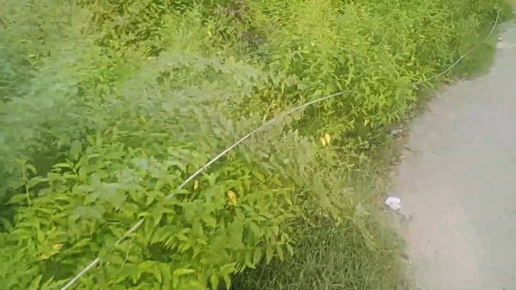 அறுந்து விழுந்த வயர்! ஆடி அசைந்து வந்த மின் ஊழியர்கள்!