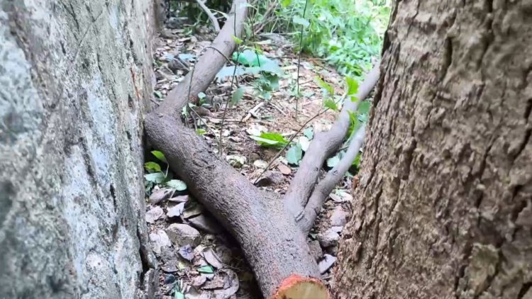 கலெக்டர் ஆபிசில் வெட்டப்பட்ட சந்தன மரம்!