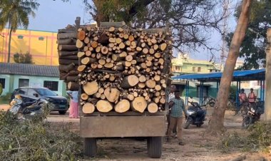 அரசு பள்ளியில் நிழல் தந்த மரத்தை வெட்டியவர்கள் கைது!