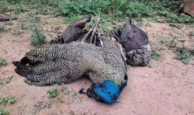 தேசிய பறவை மயில்கள் கொலை!