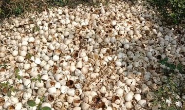 காட்டுப்பகுதியில் டன் கணக்கில் அழுகிய முட்டை! வாசத்தை நாடி வரும் விலங்குகள்! கிராம மக்கள் அச்சம்!