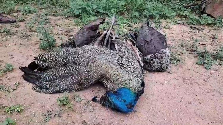 தேசிய பறவை மயில்கள் கொலை!