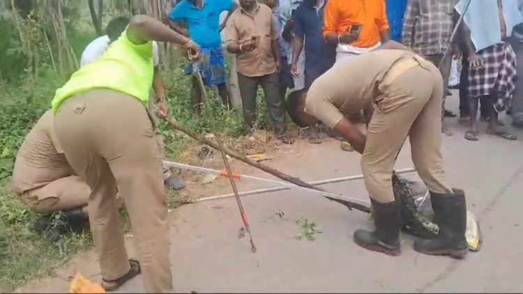 விஷ ஜந்தை லாவகமாக பிடித்த தீயணைப்பு வீரர்கள்! மூஞ்சூர்பட்டு மாடுபிடி!