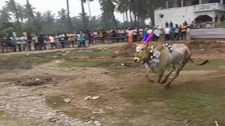 வெற்றி பெற்ற காளைகளுக்கு பரிசு! முன்னாள் எம்.எல்.ஏ. சி.ஞானசேகரன் வழங்கினார்!