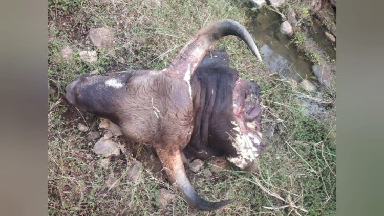 காட்டு மாடு வேட்டை! எட்டுபேர் கைது!!