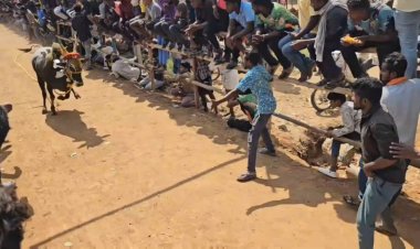 சீறீப்பாய்ந்த காளைகள்!