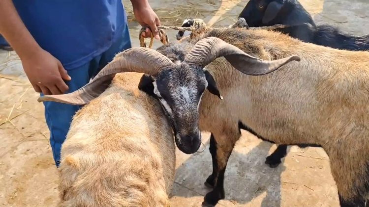 ரூ.4 கோடிக்கு ஆடுகள் விற்பனை! கலைக்கட்டும் ரம்ஜான்!