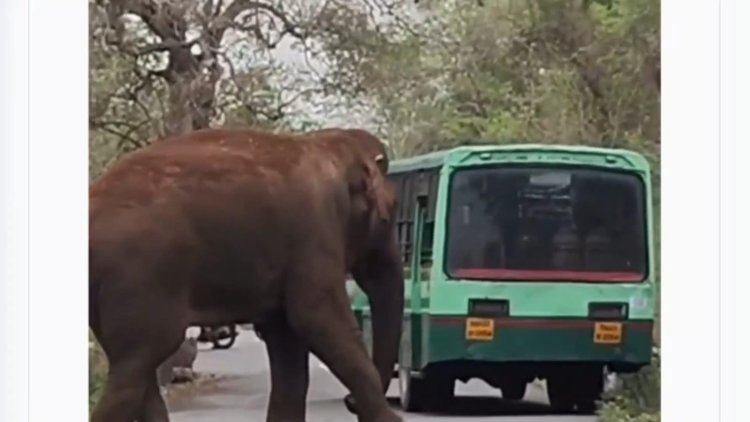 சாலையில் ஒற்றை கொம்பன் காட்டு யானை!