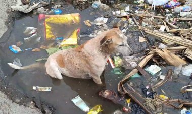 நாய் குளிப்பதற்கு வசதி செய்துள்ள நகராட்சி!