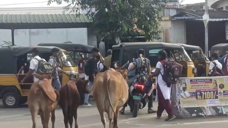 ரோடு யாருக்கு! மாட்டுக்கா? மனுஷனுக்கா?!