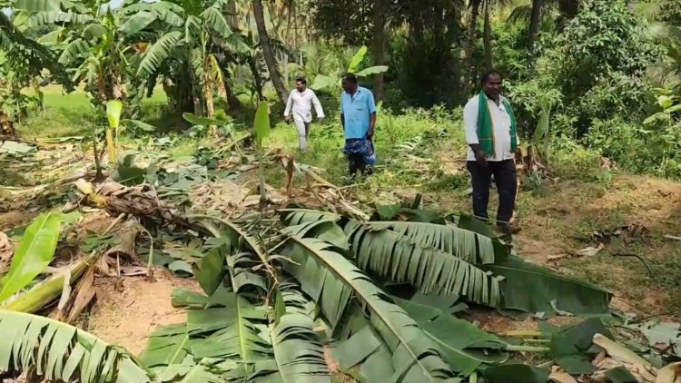 ஆந்திரா பூங்கா யானை தமிழக காட்டுக்குள் நுழைந்து கலாட்டா!