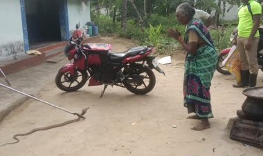 கையெடுத்து கும்பிட்டு பாம்பை வழியனுப்பிய மூதாட்டி!
