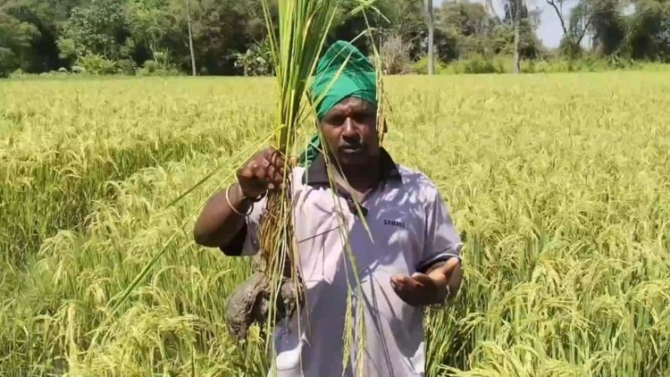  வேளாண் அதிகாரி நெற்பயிருக்கு இழப்பீடு வழங்கிடுவாராம்!