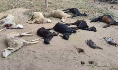 மாட்டிறைச்சி வருவலால் தெரு நாய்கள் அதிகரிப்பு! ஆடுகளை கொன்று குவித்த சம்பவம்!