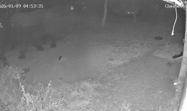 காட்பாடி நகருக்குள் புகுந்த யானைகள்! வனத்துறையினர் அலட்சியம்!