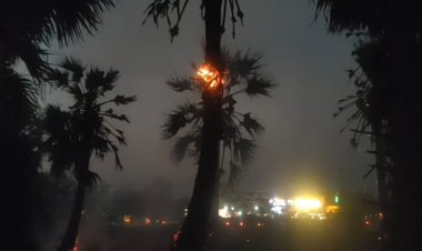 பனை மரங்களுக்கு தீ வைத்த மர்மநபர்கள்!