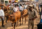 சட்ட நிபுணரும் அவரது தோழியும் மாடு திருடி சிக்கினார்! களவு போனவைகள் ஆந்திர சந்தையில் மீட்ட போலீசார்! ரிமாண்ட் செய்யப்படுவார்களா என மக்கள் கேள்வி!