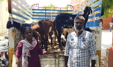 கசாப்புக் கடையில் வேலைக்கு சேர்ந்த 3 நாட்களில் 25 ஆடுகளை ஆட்டைய போட்ட ஊழியர்! சந்தையில் உரிமையாளரிடம் சிக்கிய பலே திருடன்!