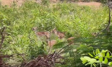 காட்பாடி அருகே குடியிருப்பு பகுதிக்கு வரும் புள்ளிமான்கள்:ஆவின் பெயரில் ஆக்கிரமிப்பு...  வனத்துறை நடவடிக்கை எடுக்க பொதுமக்கள் கோரிக்கை!