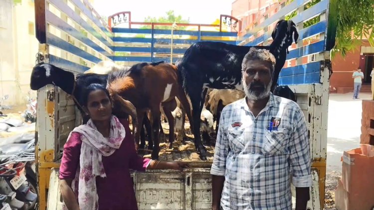 கசாப்புக் கடையில் வேலைக்கு சேர்ந்த 3 நாட்களில் 25 ஆடுகளை ஆட்டைய போட்ட ஊழியர்! சந்தையில் உரிமையாளரிடம் சிக்கிய பலே திருடன்!