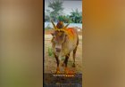 பக்தர்கள் நேர்த்திக்கடனாக வழங்கிய 30-க்கும் மேற்பட்ட கோயில் காளைகள் கசாப்பு கடைக்கு விற்பனை? முன்னாள் அறங்காவலர் தலைவர் மீது வழக்கு!