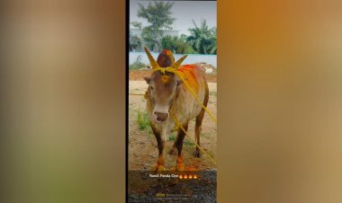 பக்தர்கள் நேர்த்திக்கடனாக வழங்கிய 30-க்கும் மேற்பட்ட கோயில் காளைகள் விற்பனை? முன்னாள் அறங்காவலர் தலைவர் மீது வழக்கு!