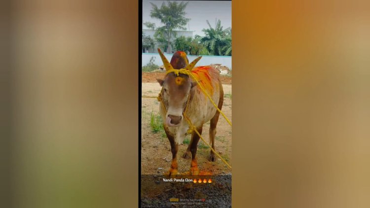 பக்தர்கள் நேர்த்திக்கடனாக வழங்கிய 30-க்கும் மேற்பட்ட கோயில் காளைகள் கசாப்பு கடைக்கு விற்பனை? முன்னாள் அறங்காவலர் தலைவர் மீது வழக்கு!